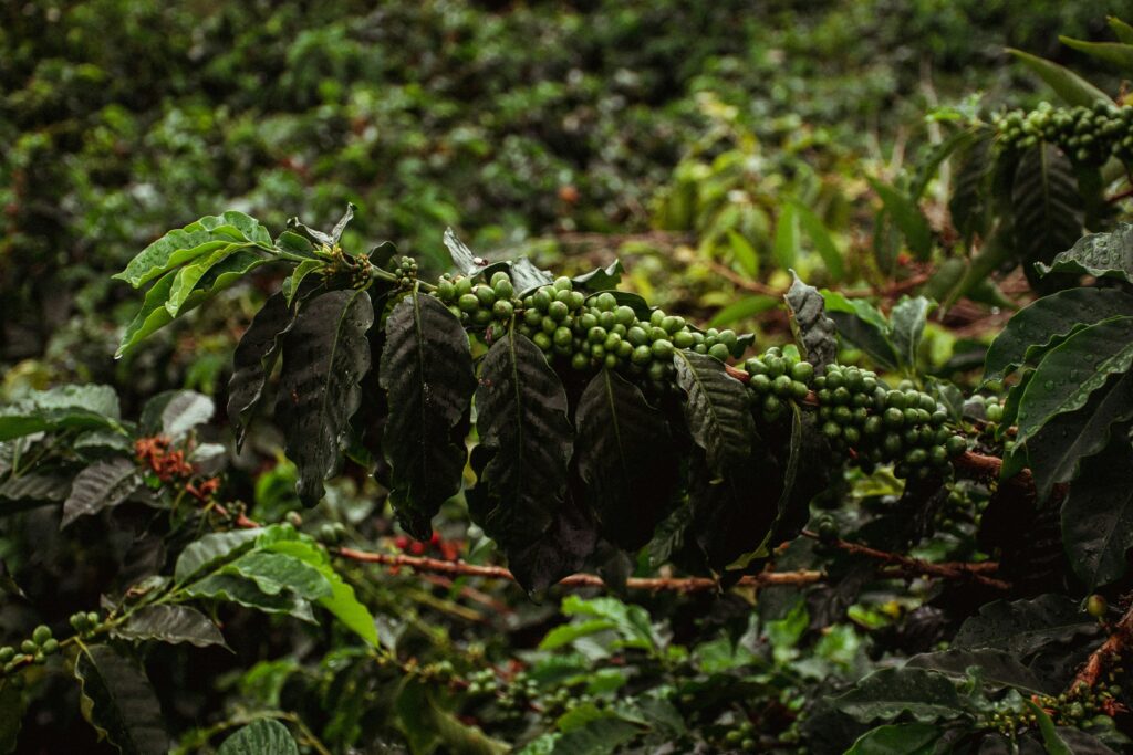 David Restrepo P7xchIkJrJA Unsplash 1024x683